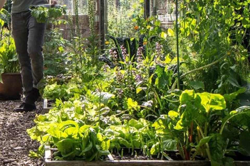 Makkelijke Moestuin
